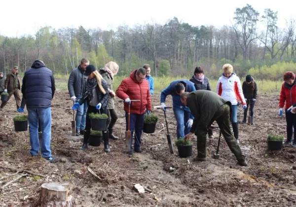 Grupa osób bierze udział w akcji ECOPOWIAT – brwileńskie sadzenie drzewek, sadząc młode sadzonki z czarnych doniczek do wykopanych dołów.