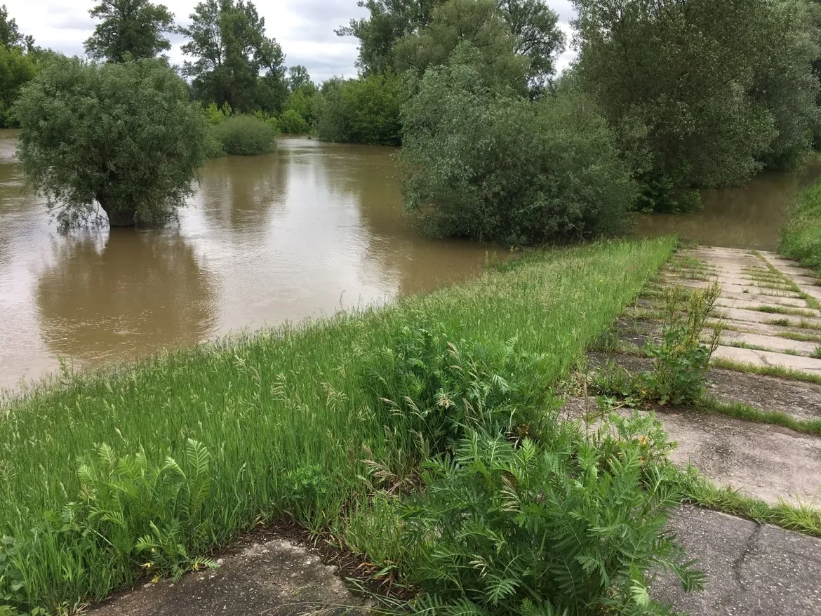 Wisła w powiecie płockim z zalanym brzegiem; na pierwszym planie roślinność i drzewa częściowo zanurzone w brunatnej wodzie, po prawej betonowe płyty chodnika porośnięte trawą.