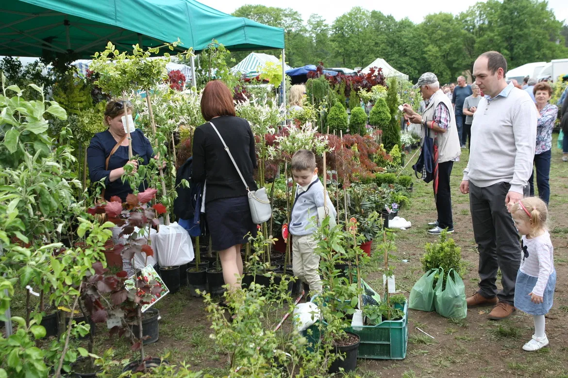 Tłum ludzi zwiedza stoiska z roślinami i sadzonkami pod zielonymi namiotami podczas XXVIII Giełdy Rolniczej w Łącku.