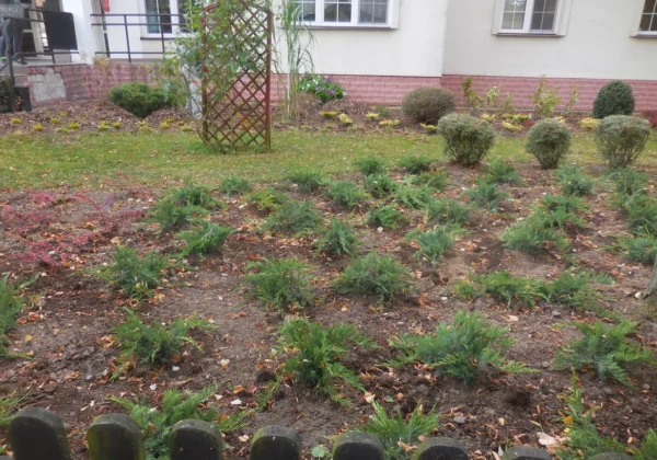 Rabata przed budynkiem z licznymi niskimi iglakami posadzonymi w rzędach oraz okrągłymi krzewami i drewnianym trejażem w tle.