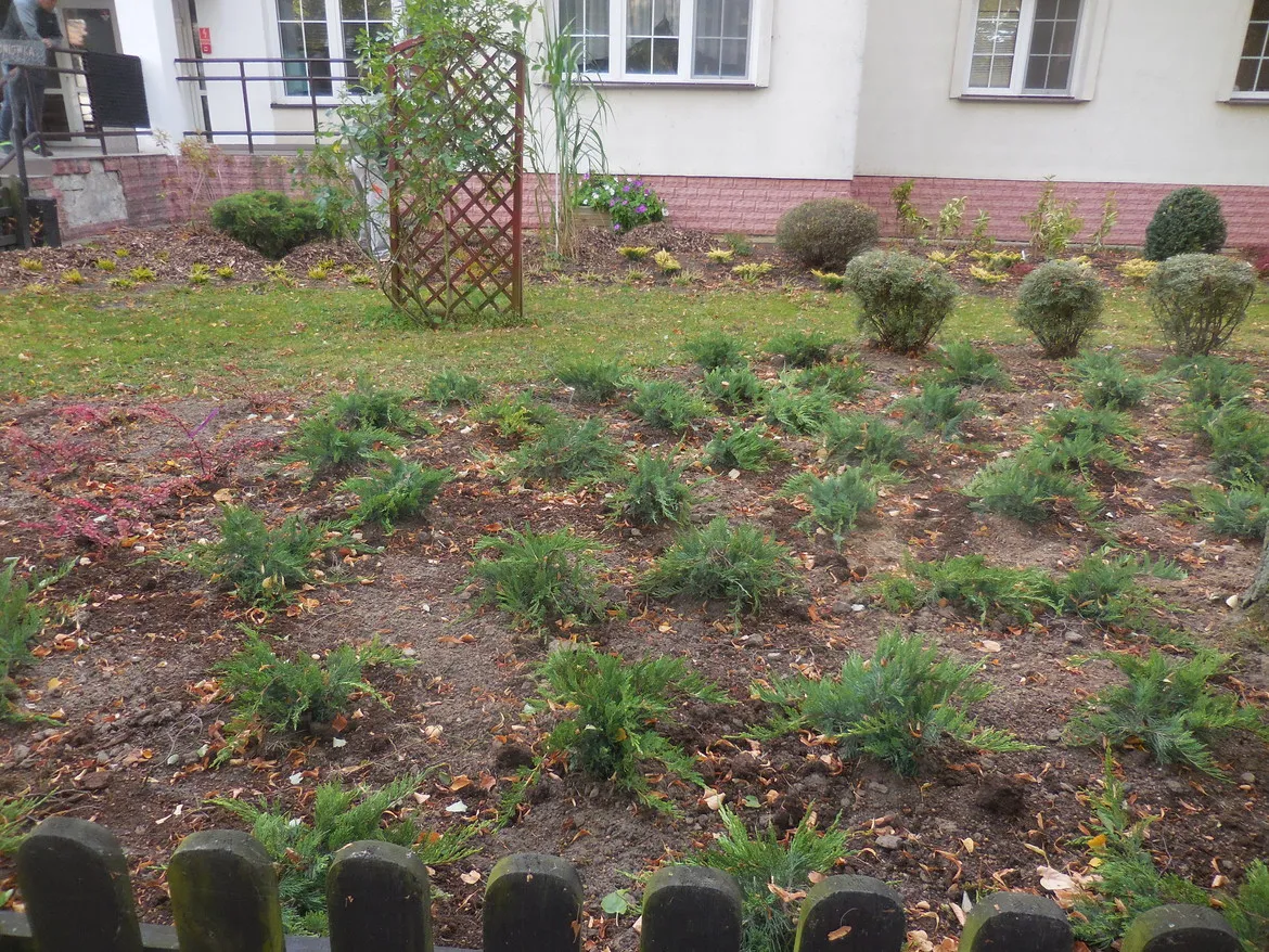 Rabata przed budynkiem z licznymi niskimi iglakami posadzonymi w rzędach oraz okrągłymi krzewami i drewnianym trejażem w tle.