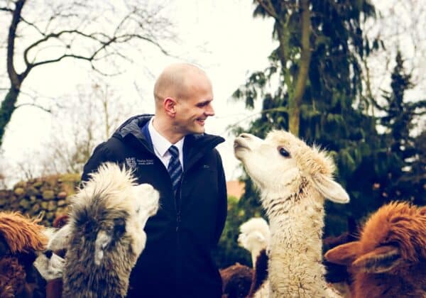 Starosta płocki wśród alpak