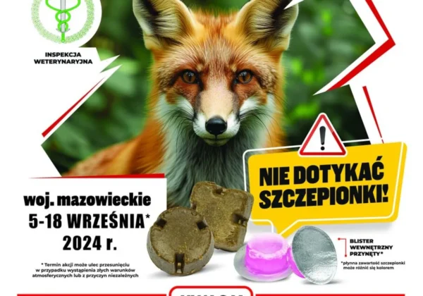 Plakat informujący o akcji szczepienia lisów przeciwko wściekliźnie, z wizerunkiem lisa i hasłami Nie dotykać szczepionki oraz terminem 5–18 września 2024 r. w województwie mazowieckim.
