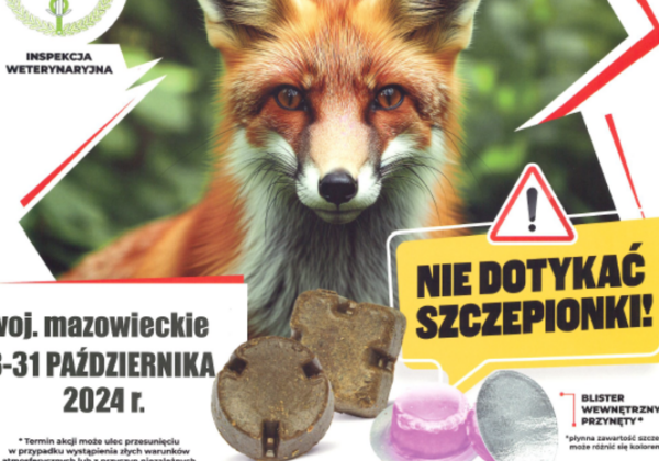 Grafika informacyjna o szczepieniu lisów