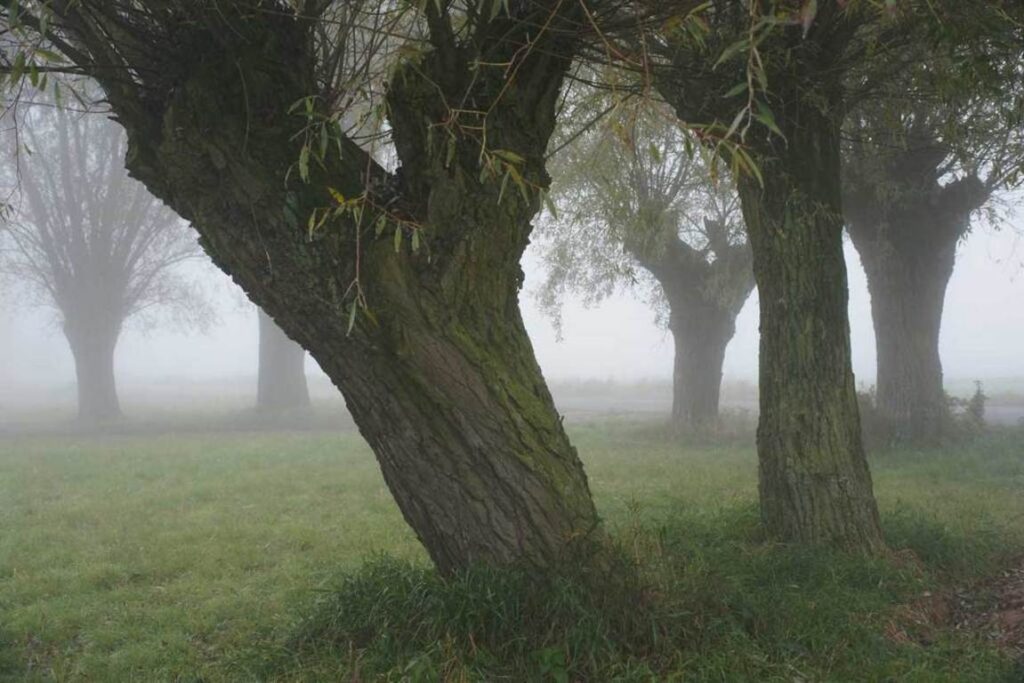 Stara wierzby w Białkowie we mgle