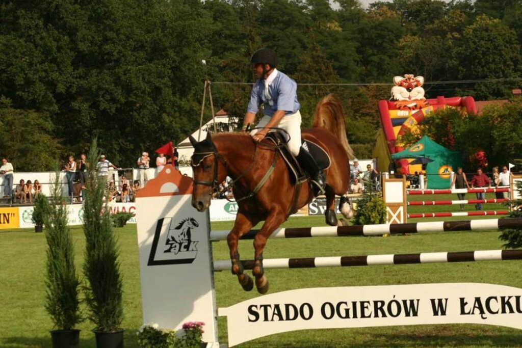 Zawody w stadzie ogierów w Łącku