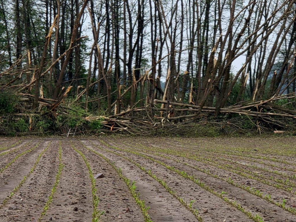 Największe zniszczenia sa w gminach Drobin i Bielsk