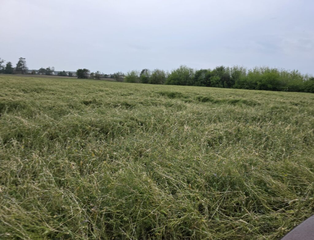 Ok. 5 tys. hektarów upraw na terenie gminy Drobin i gminy Bielsk zniszczyła potężna nawałnica, która przeszła przez powiat płocki 5 czerwca rano