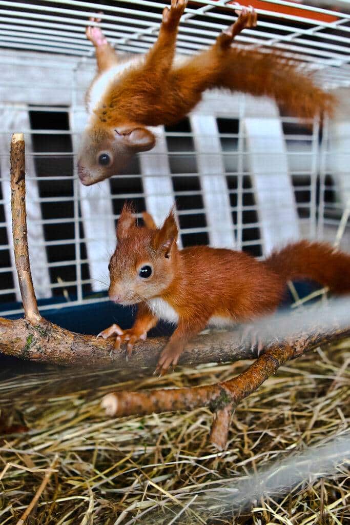 Młode małe wiewióreczki