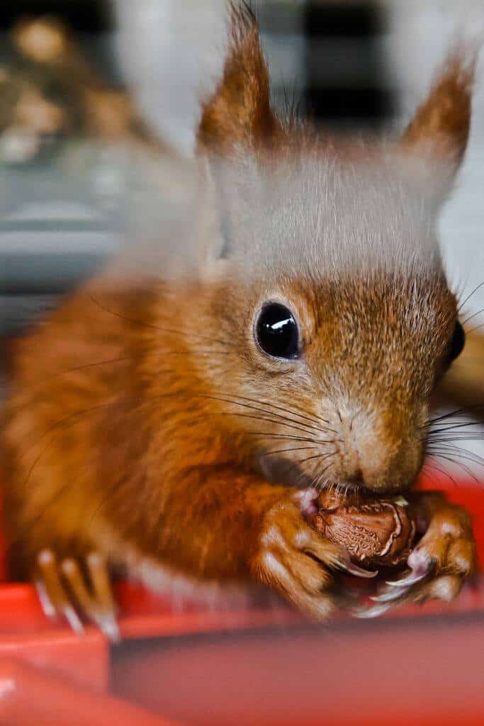 Młoda wiewiórka jędząca orzeszka