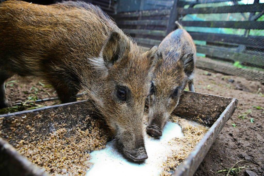 Warchlaki podczas posiłku