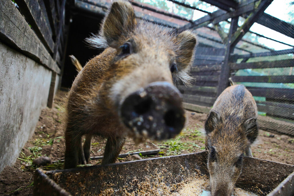 Zbliżenie na pyszczek warchlaka