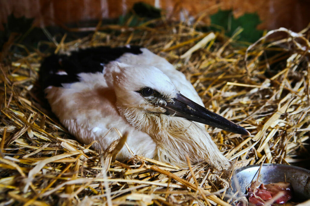 Młody bocian leżący na sianku