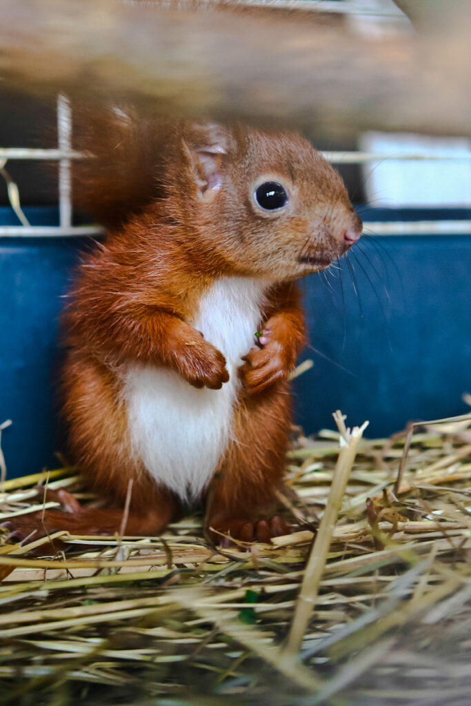 Mała wiewiórka w klatce