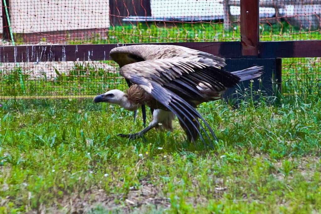 Sęp w schronisku dla dzikich zwierząt