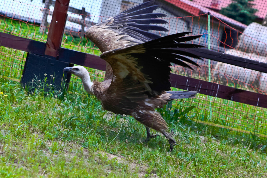 Sęp z rozpostartymi skrzydłami