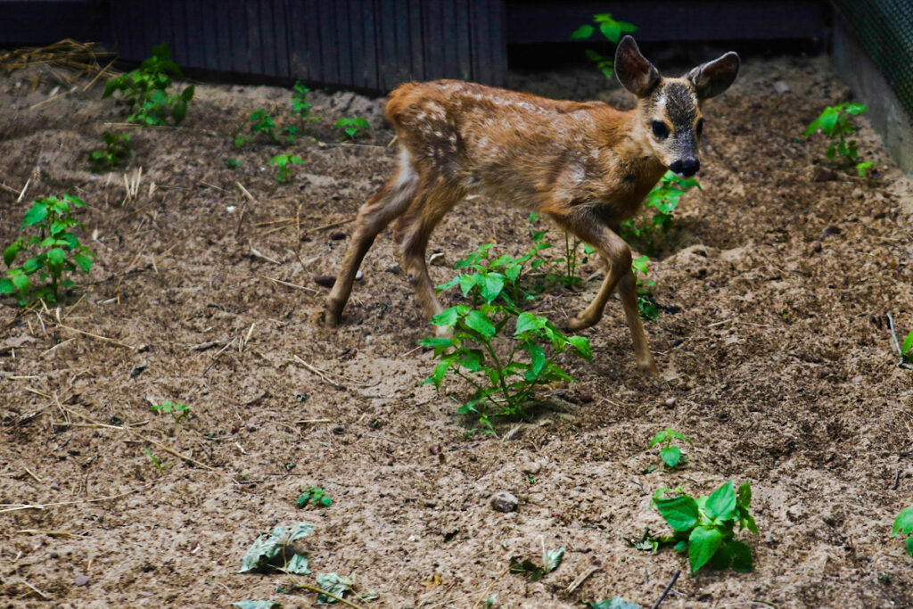 Młoda sarenka podczas spaceru