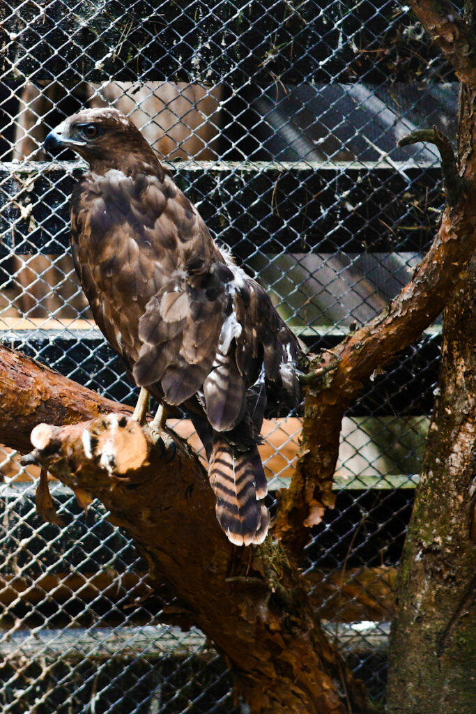 Jastrząb siedzący na gałęzi