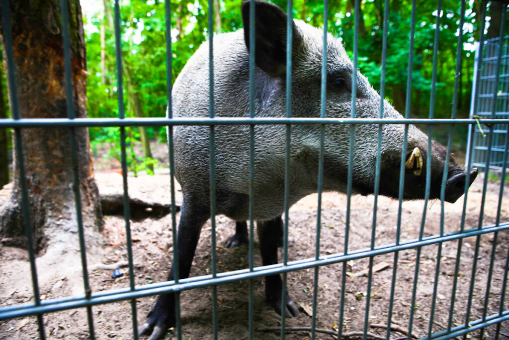Zbliżenie na dzika w klatce