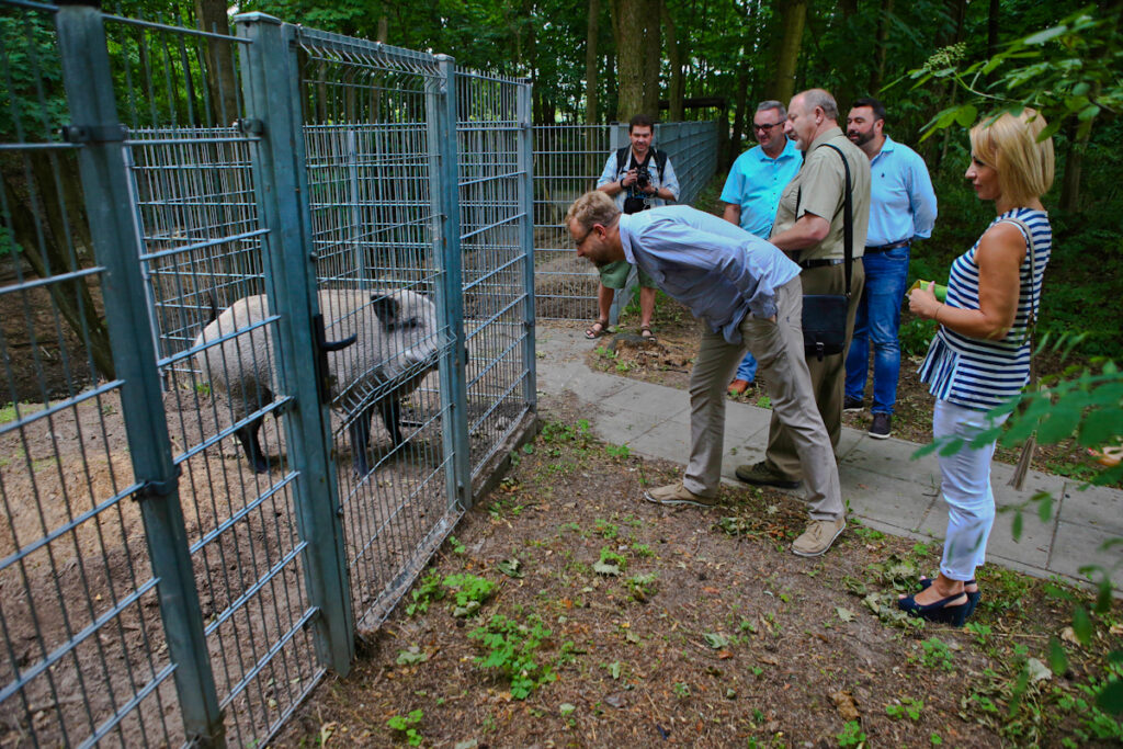 Odwiedziny u dzika w schronisku