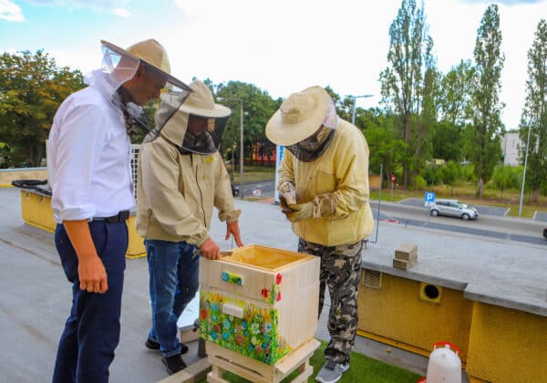 Na zdjęciu trzej mężczyźni w odzieży pszczelarskiej znajdują się obok ula, gdzie jeden z nich bada wnętrze ula, a pozostali obserwują.