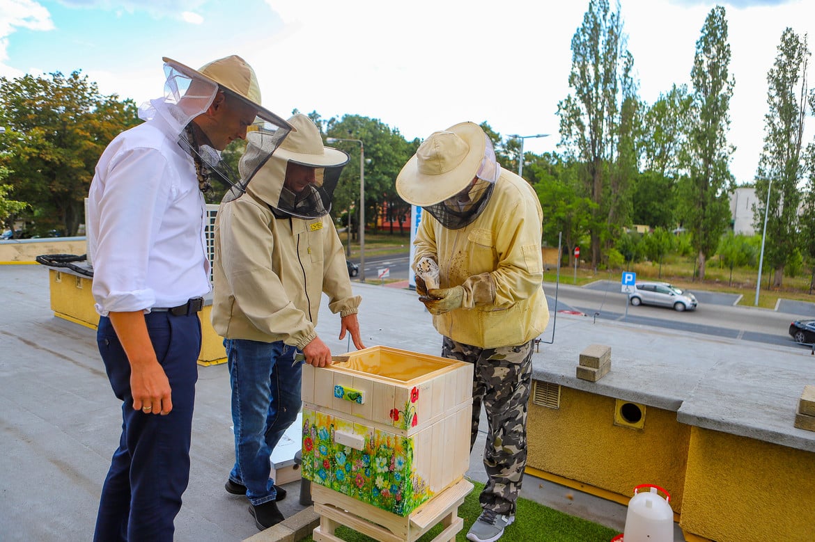 Na zdjęciu trzej mężczyźni w odzieży pszczelarskiej znajdują się obok ula, gdzie jeden z nich bada wnętrze ula, a pozostali obserwują.
