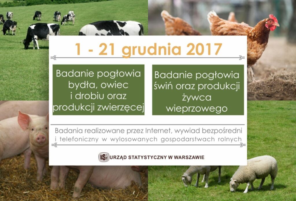 Plakat informujący o badaniach statystycznych przeprowadzonych przez Urząd Statystyczny w Warszawie dotyczących pogłowia bydła, owiec, drobiu oraz produkcji zwierzęcej w okresie od 1 do 21 grudnia 2017 roku.